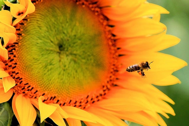 Free sunflower blossom bloom illustration