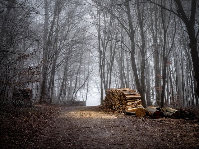Free forest wood forest path illustration
