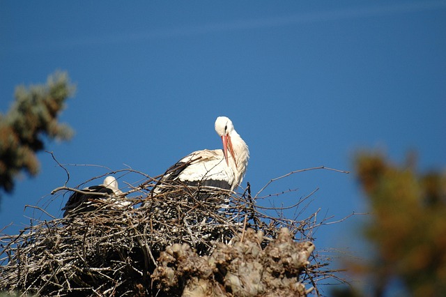 Free Stork Nest photo and picture
