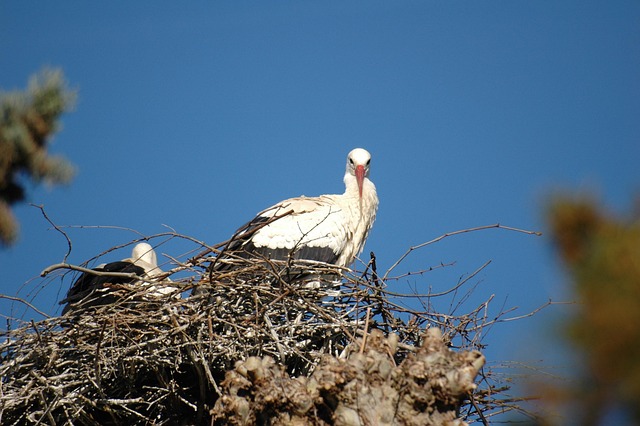 Free Stork Nest photo and picture