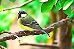 titmouse, spring, summer
