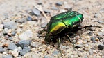 beetle, insect, green