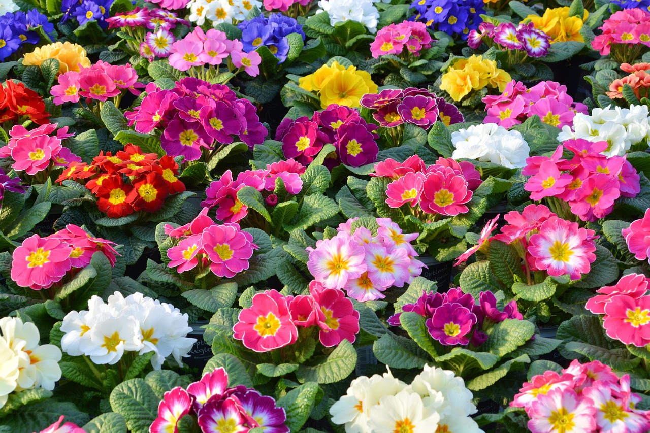 100.000+ kostenlose GartenPrimeln und PrimelnBilder Pixabay