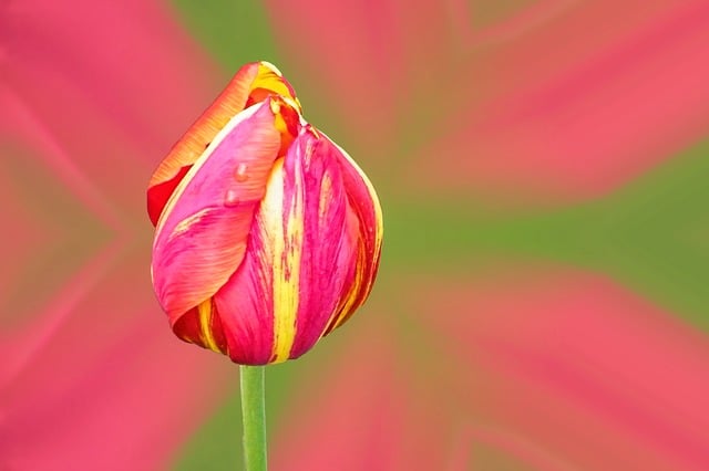 Free tulip red tulip red flower illustration