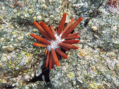 Hawaii, Seeigel, Tropisch, Pazifik