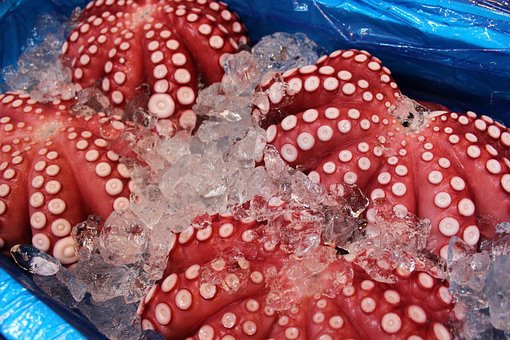 Krake, Tsukiji Markt, Fischmarkt, Rot
