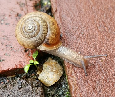 Schnecke, Hülse, Wendel, Natur, Langsam