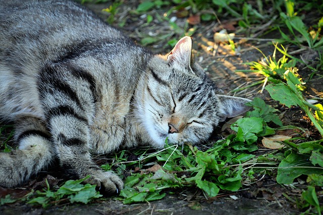 Hauskatze, Haustier, Traum, Natur, Grau
