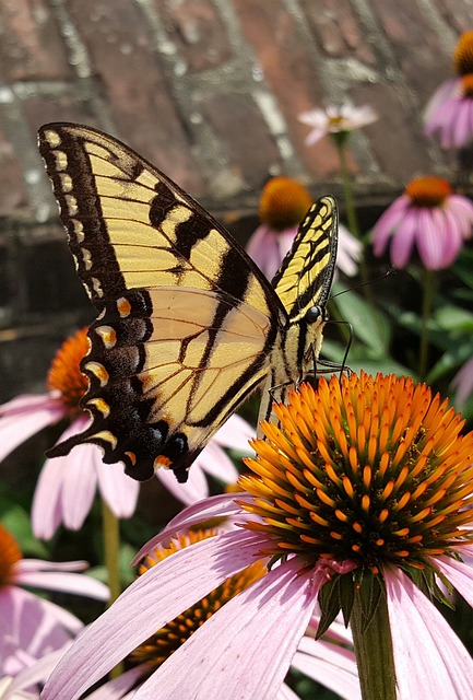 Schmetterling, Blume, Natur, Pflanze