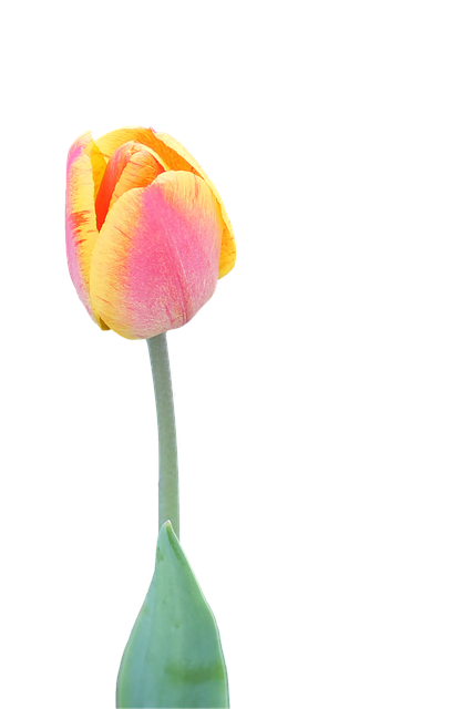 Download free HD stock image of Blossom Bloom Free blossom bloom flower illustration