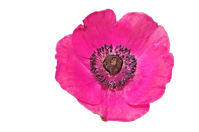 Free blossom bloom anemone illustration