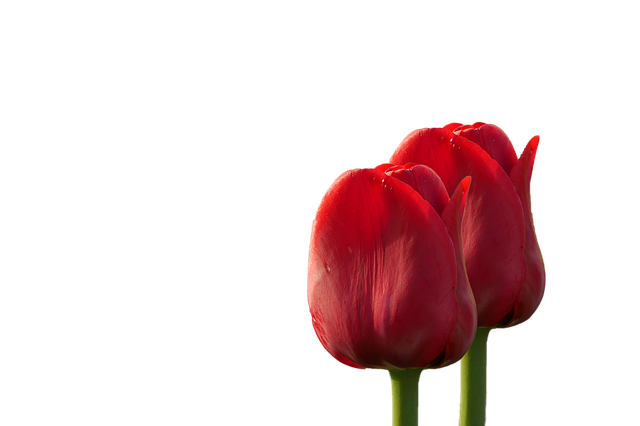 Blüten, Blumen, Tulpen, Natur, Rot