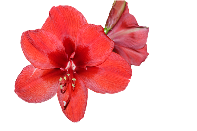 Free amaryllis blossom bloom illustration