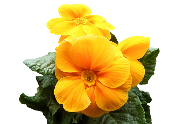 Download free HD stock image of Primrose Yellow Free primrose yellow blossoms illustration