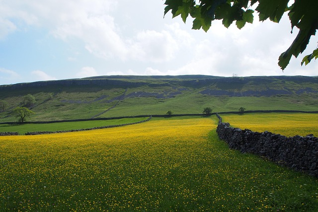 Butterblumen, Steinmauern, Felder