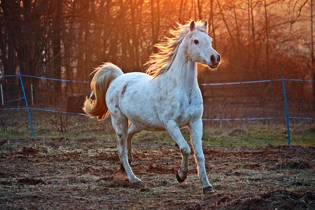 Free Horse Gallop photo and picture Free Horse Gallop photo and picture