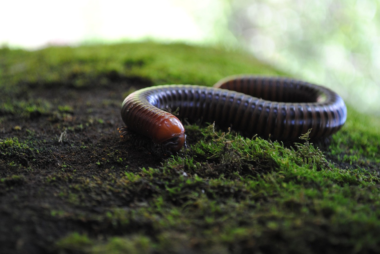 Centipede Insect Limbs - Free photo on Pixabay