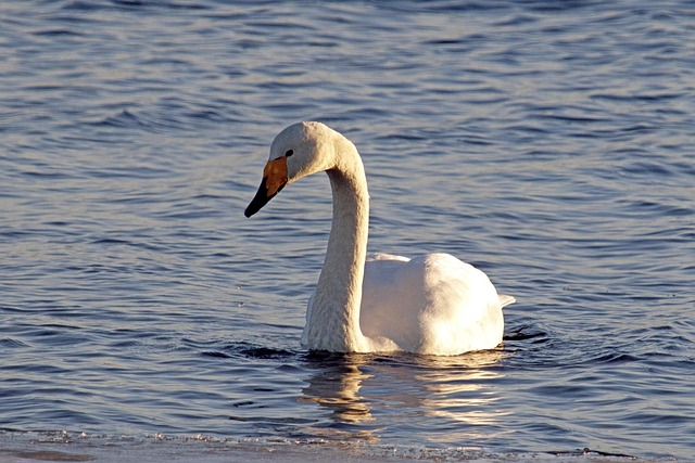 Free Swan Spring photo and picture