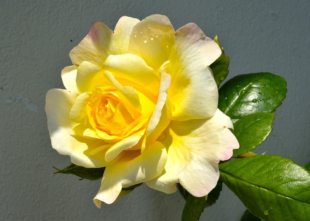 Free Ros Flower photo and picture