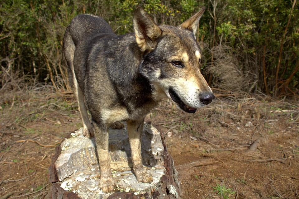 Dog Trunk Pet Free photo on Pixabay