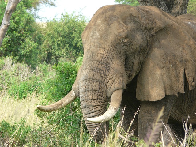 Free Elephant African photo and picture