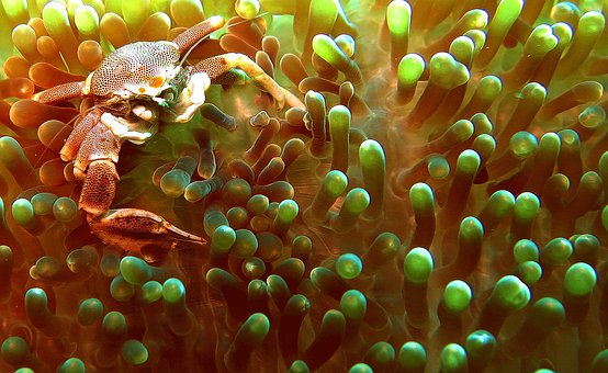 Free Crab Anemone illustration and picture