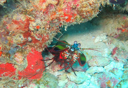 Free Mantis Shrimp photo and picture