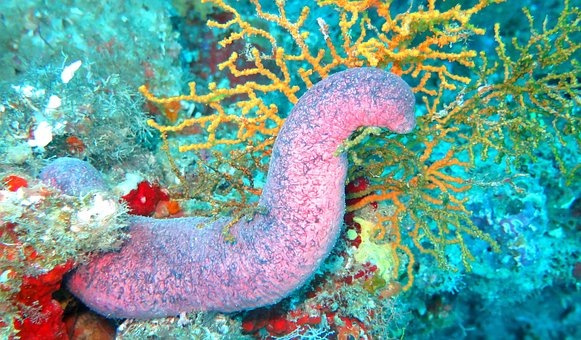 Free Sea Cucumber Cucumber photo and picture