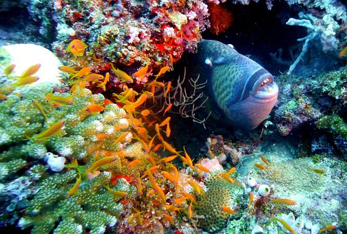 Free Fish Trigger photo and picture