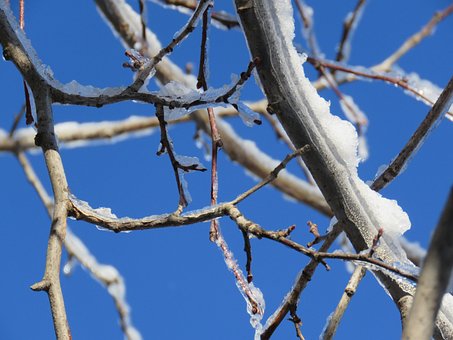 Winter, Schnee, Eis, Linde, Geäst