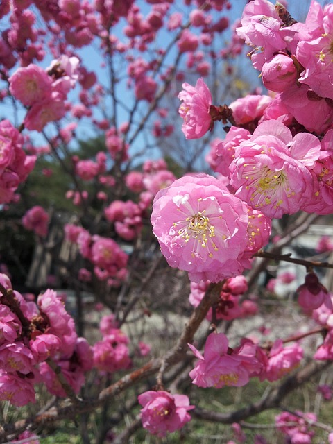 Free Plum Blossom Flower photo and picture