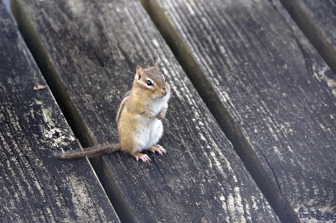 streifenh-rnchen-tier-natur-kostenloses-foto-auf-pixabay-pixabay