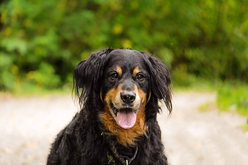 Free Dog Animal illustration and picture