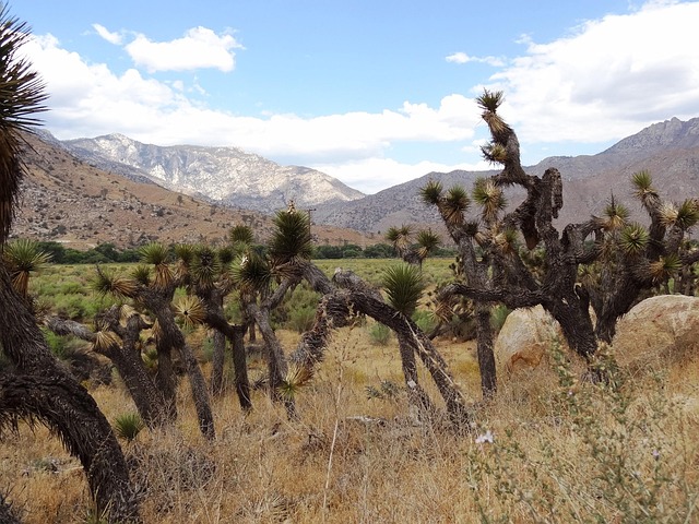 Free Joshua Tree Nature photo and picture