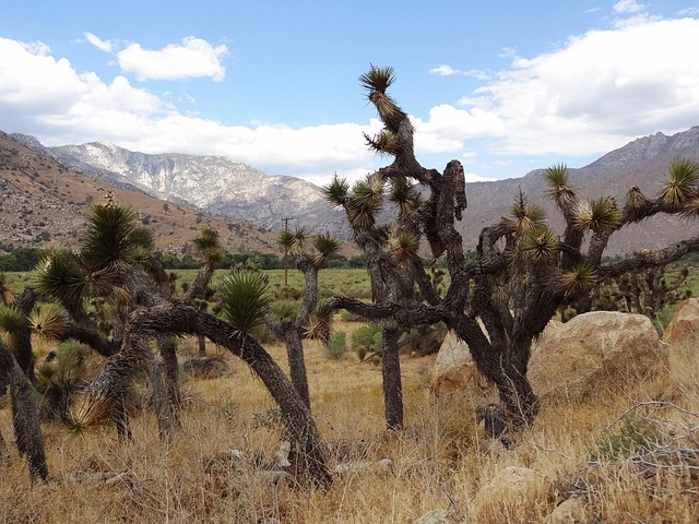 Free Joshua Tree Flora photo and picture