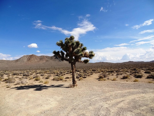 Free Joshua Tree Desert photo and picture