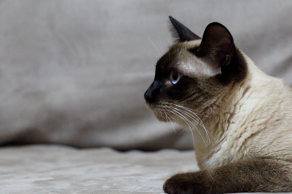 Gato, Mascotas, Siam, Elfo, Pascua