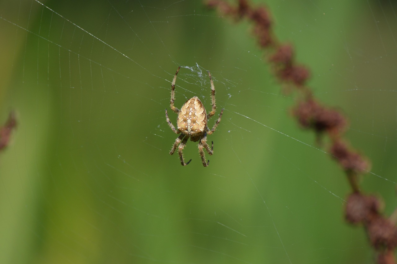 Araña Insecto Animal - Foto gratis en Pixabay