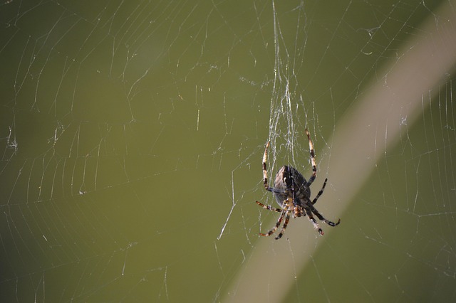 Araña Insecto Animal - Foto gratis en Pixabay - Pixabay