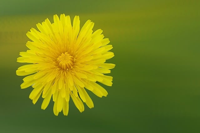 Păpădie, Floare, Păpădie Comună, Natură
