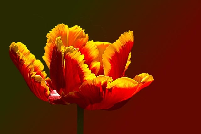 Free tulip parrot tulip nature illustration