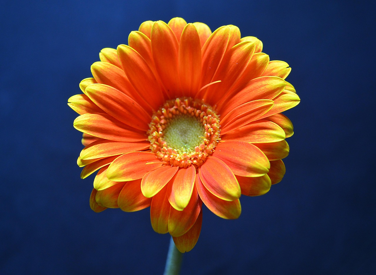 Germini Flower Orange - Free photo on Pixabay - Pixabay