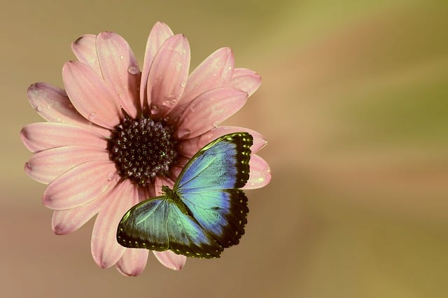Free flower pink blossom illustration