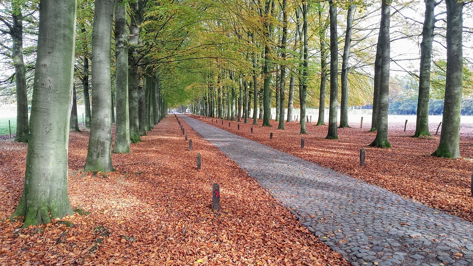 Forest, Path, Belgium, Trees, Nature Forest, Path, Belgium, Trees, Nature