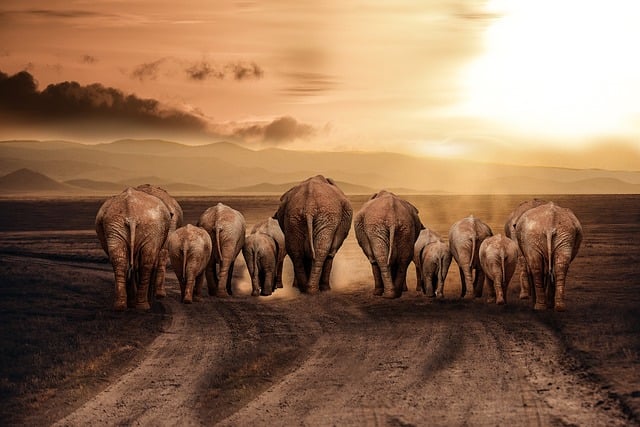 Download free HD stock image of Elephant Dust Free elephant dust road illustration