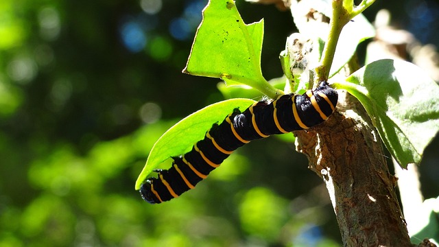 Free Caterpillar Transformation photo and picture