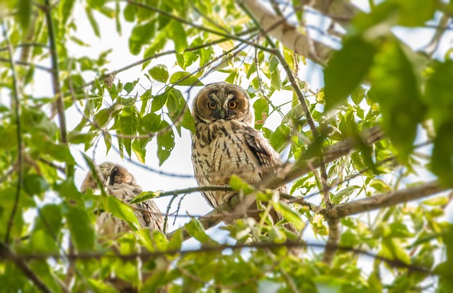 Free Owl Tree photo and picture