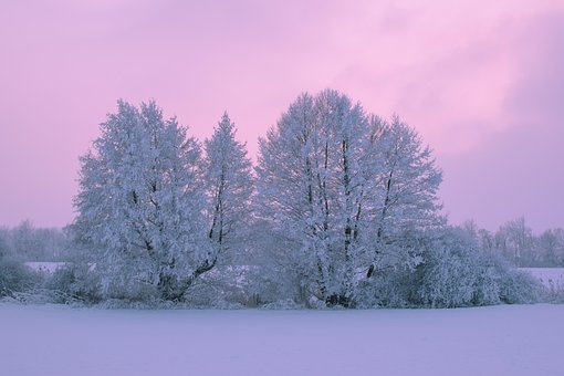 Træer, Sneen, Vinter, Natur, Glasur