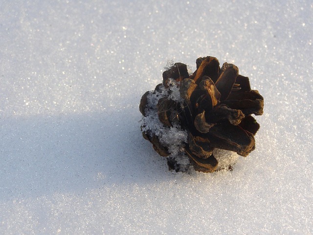 Cône Du Pin Forêt Hiver - Photo gratuite sur Pixabay - Pixabay