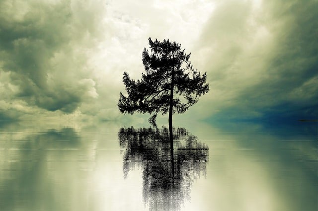 Free lonliness tree lonely illustration